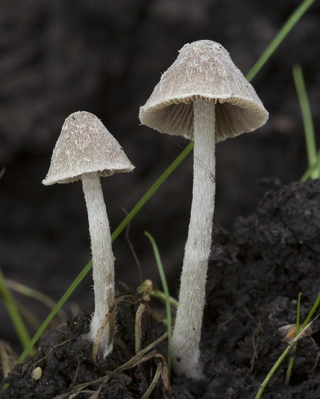 Psathyrella canoceps